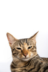Obraz premium A domestic, sleepy cat is looking at the camera. Figure of a cat on an isolated background of white color.