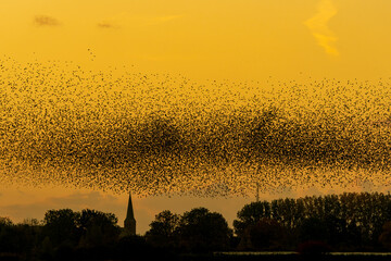 Beautiful large flock of starlings in flight at dusk over the countryside. A flock of hundreds of...