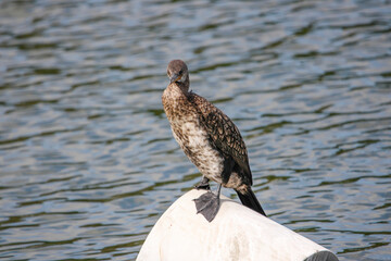 Cormorant bird near lake. Photograph for study of cormorant bird behavior. Black bird near lake fishing. Bird watching near lake.. Wall mounting of black bird.
