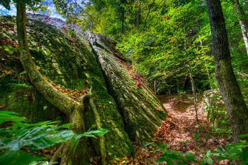 weathered, moss covered stone emerging from the forested ground