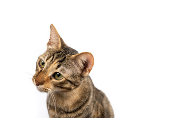 A domestic cat looking left. Figure of a cat on an isolated background of white color.