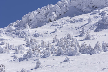 Fototapeta na wymiar Montaña con pinos nevados en Madrid