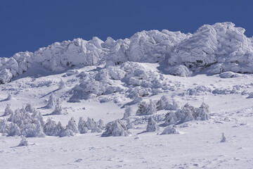 Obraz premium Montaña con pinos nevados en Madrid