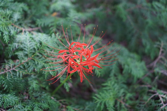 Lycoris radiata blooming beautifully in autumn