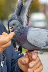 A pigeon is feeding on peas while perching on the hand