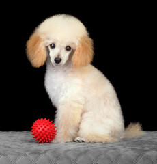 Puppy of apricot toy poodle