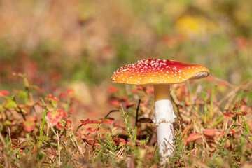 Red and white toadstool mushrom growing on the ground in autumn colors