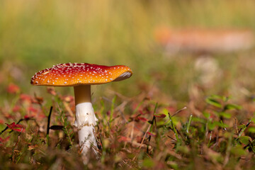 Red and white toadstool mushrom growing on the ground in autumn colors