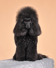 Sitting black toy poodle