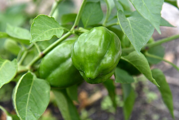 Juicy green pepper growing on a bush in a greenhouse. Growing peppers.