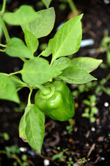 Juicy green pepper growing on a bush in a greenhouse. Growing peppers.