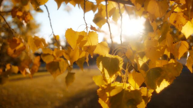 Sun shining on yellow autumn leaves. Seasons changing concept. Slow motion, close up, dolly shot. 