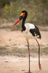 A saddle billed stork in the grass