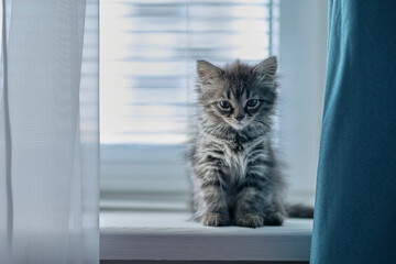 small Grey cat sitting near window. little kitty sits on a window sill and looks around herself