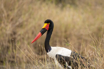 A saddle billed stork in the grass