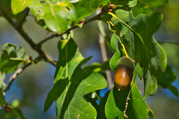 closeup of an acorn in autumn , green foliage
