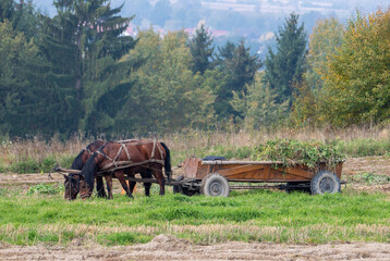 A cart pulled by two horses in the field