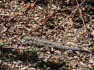 O lagarto, como os demais répteis, são animais que apresentam corpo coberto por escamas, 4 membros e cauda. Eles fazem parte da ordem dos escamados juntamente com as serpentes.