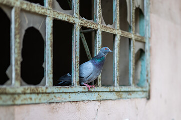 pigeon on a railing