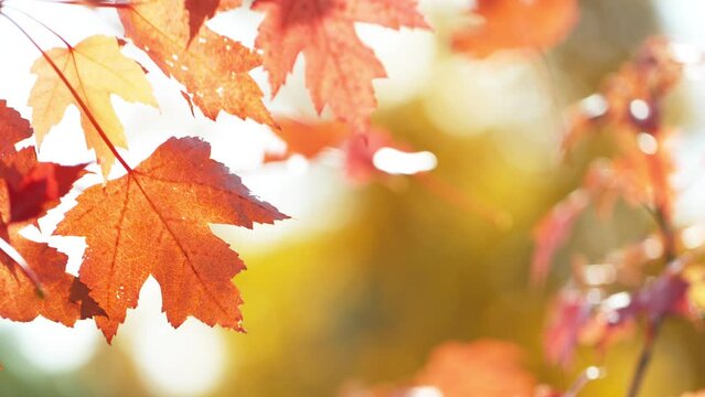Super slow motion of falling autumn maple leaves outdoors. Filmed on high speed cinema camera, 1000 fps.