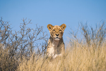 beautiful lioness watching over the kalahari desert in namibia, eye contact