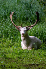 Albino deer with large antlers