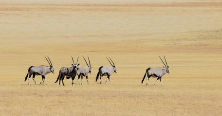 group of oryx antelopes (gemsbok) in the African plains