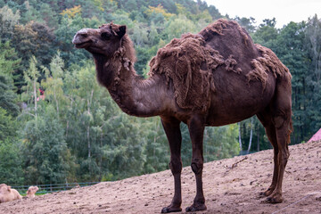 One-humped camel standing on a mountain 