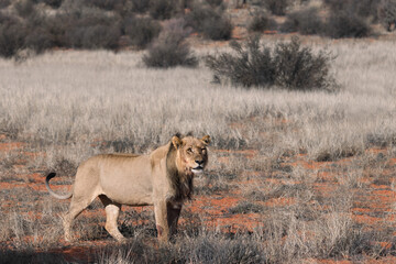 male lion posing in the kalahri desert