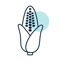 Corncob isolated vector icon. Vegetable sign