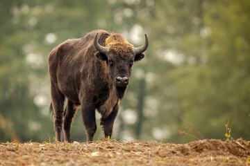 European bison - Bison bonasus in Knyszyn Forest © szczepank