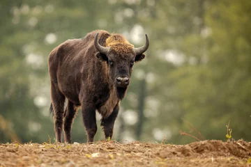 Foto op Plexiglas European bison - Bison bonasus in Knyszyn Forest © szczepank