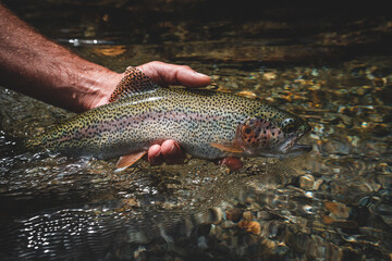 Fish caught while fly fishing in nature