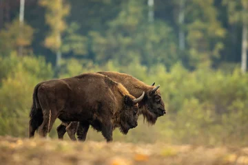 Poster Europese bizon - Bison bonasus in het bos van Knyszyn © szczepank