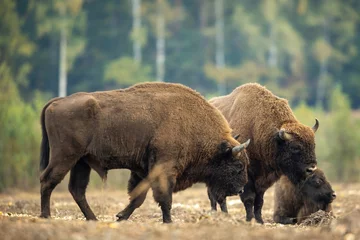 Wandcirkels tuinposter Europese bizon - Bison bonasus in het bos van Knyszyn © szczepank