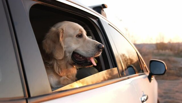 Golden retriever dog in the car looking from window outside with tonque out in sunset time. Cute doggy pet labrador in vehicle transportation