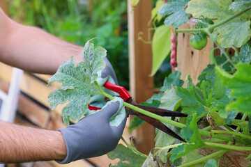 Man cuts the powdery mildew infected leaf with scrissors