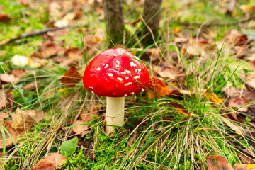 Fly agaric or fly amanita mushroom (Amanita muscaria). Muscimol mushroom. Wild mushroom growing in forest. Ukraine.