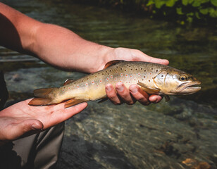 Obraz premium Fish caught while fly fishing in nature