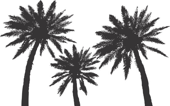Palm Trees Silhouette Isolated Vector