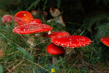 Fly agaric or fly amanita mushroom (Amanita muscaria). Muscimol mushroom. Wild mushroom growing in forest. Ukraine.