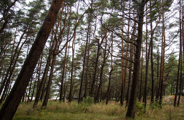 Naklejka premium trees in the woods