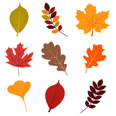 Colorful autumn leaves set. Autumn design element. Vector illustration