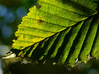 Fresh autumn leaf touching a shadow