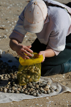 A shellfisher classifies clams on the beach of Ma&ntilde;ons, Boiro