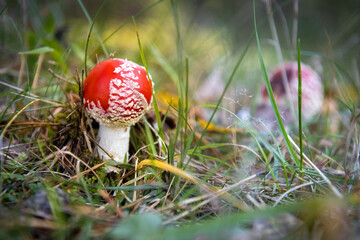 Czerwony muchomor w lesie © Rafal Kot