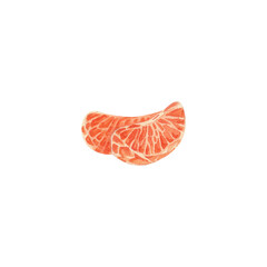 Tangerine slices. Watercolor illustration.