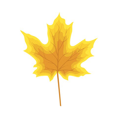 Maple Autumn Leaf
