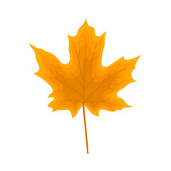 Maple Autumn Leaf