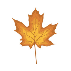 Maple Autumn Leaf